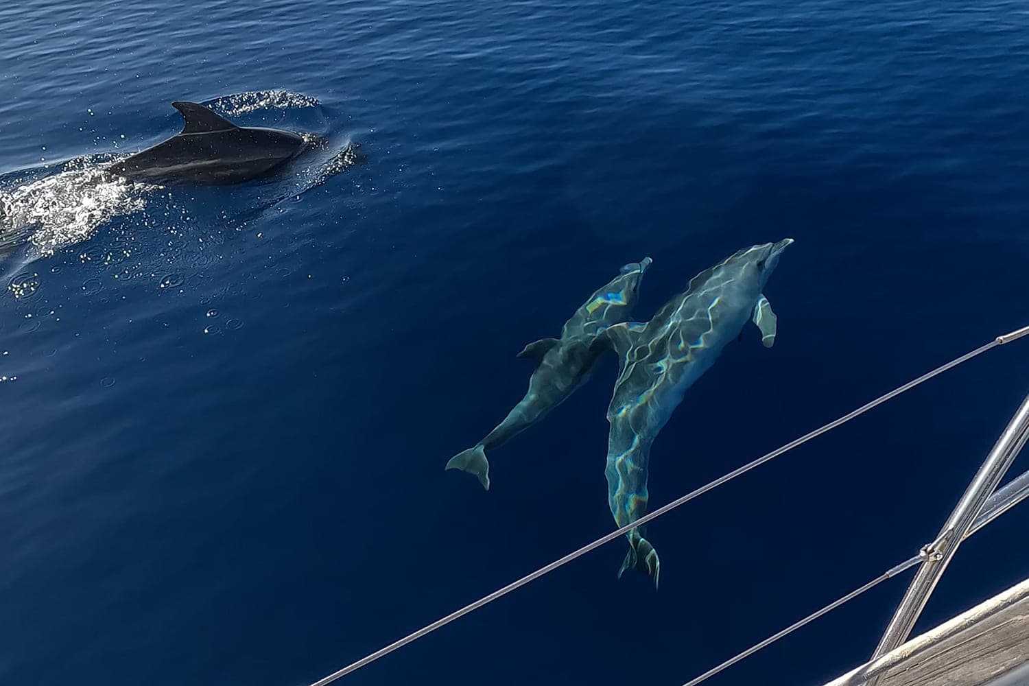 Malta's dolphin-rich waters: a business asset worth protecting